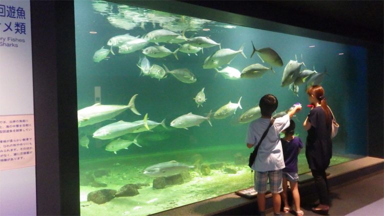 学生におすすめ！彼女が喜ぶ和歌山デートプラン　水族館